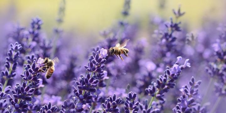 Bienen fliegen durch ein Lavendelfeld und sammeln nektar.