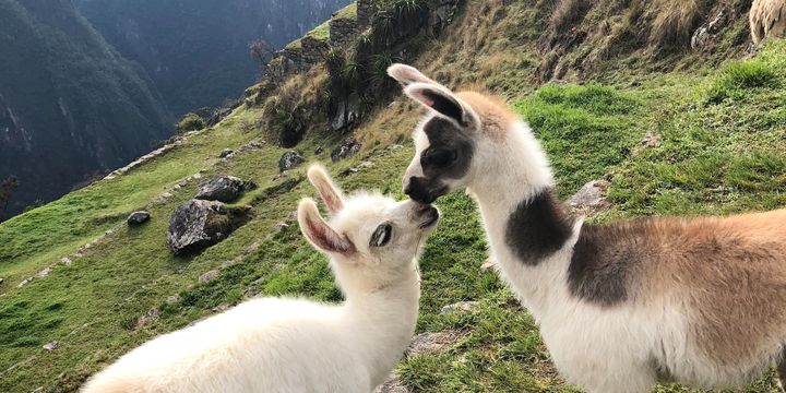 Zwei Lamas küssen sich.