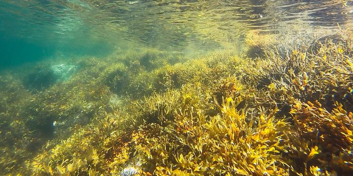 See-Gras-Wälder unter Wasser binden sehr viel Co2.