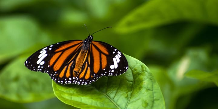 Ein Schmetterling sitzt auf einem Blatt.