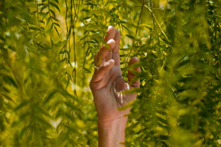 Hand in a tree